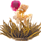 Wild Flower from Primula Tea
