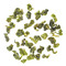 Tung Ting from Red Blossom Tea Company