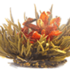 Floral Passion from Primula Tea
