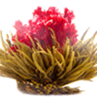 Noble Madam from Primula Tea