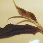 Forest White from Tea Hawaii