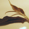 Forest White from Tea Hawaii