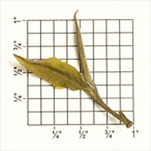 TDA4: Arya Estate Pearl Organic (EX-15) from Upton Tea Imports