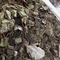 Matejuana from Townshend's Tea Company