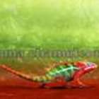 Karma Chameleon from Adagio Teas