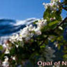Opal of Norway from Adagio Teas