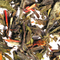 Mysterious White from The Tea Set