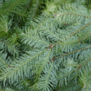 Pine Tea from Custom