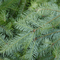 Pine Tea from Custom