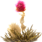 Lover's Bloom from Primula Tea