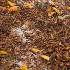Pumpkin Cream Rooibos from Premium Steap