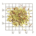 South African Green Rooibos Superior Organic from Upton Tea Imports