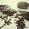 Long Jing from First Class Teas