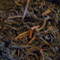 Equator Breakfast from Equator Estate Coffees & Teas
