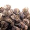 Jasmine Pearls from In Pursuit of Tea