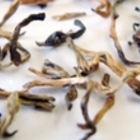 Golden Wire from Fresh Darjeeling Tea