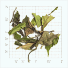 Shou Mei White from Upton Tea Imports