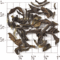 No. 1 Tippy Orthodox GFOP Darjeeling (TD50) from Upton Tea Imports