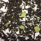 Black Currant from Ocean of Tea