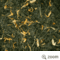 Immortal Green from American Tea Room