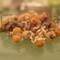 Egyptian Chamomile from Art of Tea