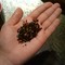 Baked Apple from Radiance Tea