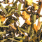 Forever Green from The Tea Set