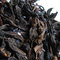 Pinglin Bao Zhong 1983 from Camellia Sinensis