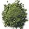 Liquid Jade Matcha from The Tao of Tea
