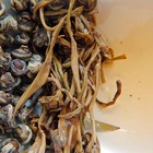 Jasmine Dragon Phoenix Pearls from Cafe Moto