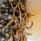 Jasmine Dragon Phoenix Pearls from Cafe Moto