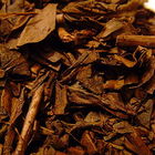 Instant Hojicha from AOI Tea Company