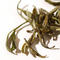 Huo Mountain Yellow Buds Yellow Tea from Jing Tea