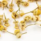 Egyptian Chamomile from Zhi Tea