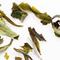 Oothu White from Zhi Tea