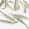 Silver Needle from Zhi Tea