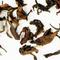 Oriental Beauty from Zhi Tea
