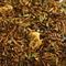 Mint Chocolate Rooibos from DAVIDsTEA