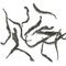 Qimen Mao Feng from Andao