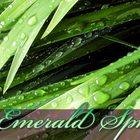Emerald Spring from Adagio Teas