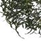 Misty Mountain Green Tea from PeLi Teas