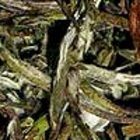 Melon Drop from Remedy Tea