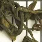 After The Snow Sprouting from Upton Tea Imports