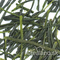 Kabuse Yabukita Midori from Yabukita
