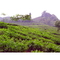 Darjeeling Castleton FTGFOP1 F. F. CL from Kolodziej and Lieder