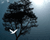 Realistic, frame by frame bird fly animation