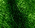 Green Grunge
