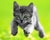 Kitten in Action