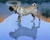 Water-walking Dog With Reflection