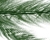 Spruce